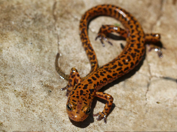 Longtail Salamander